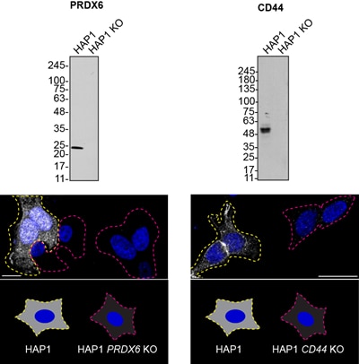 YCharOS data - Western blot and immunofluorescence data for HAP1 CD44 and PRDX6 KO cell lines