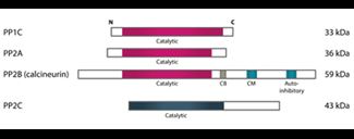 Human Serine threonine Phosphatase Human Serine threonine Phosphatase