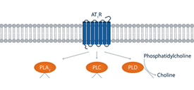 PhosPathway PhosPathway