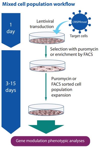 CRISPR modulation all-in-one lentiviral workflow image CRISPR modulation all-in-one workflow image