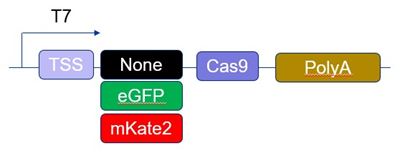 Edit-R Cas9 mRNA schematic