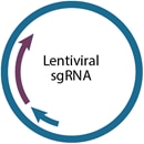 Lentiviral sgRNA