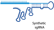 Edit-R synthetic sgRNA