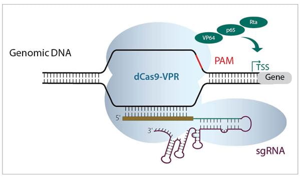 Diagram of CRISPRa based transcriptional activation Diagram of CRISPRa based transcriptional activation