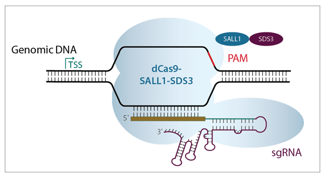 Diagram of CRISPRi-based transcriptional repression Diagram of CRISPRi-based transcriptional repression