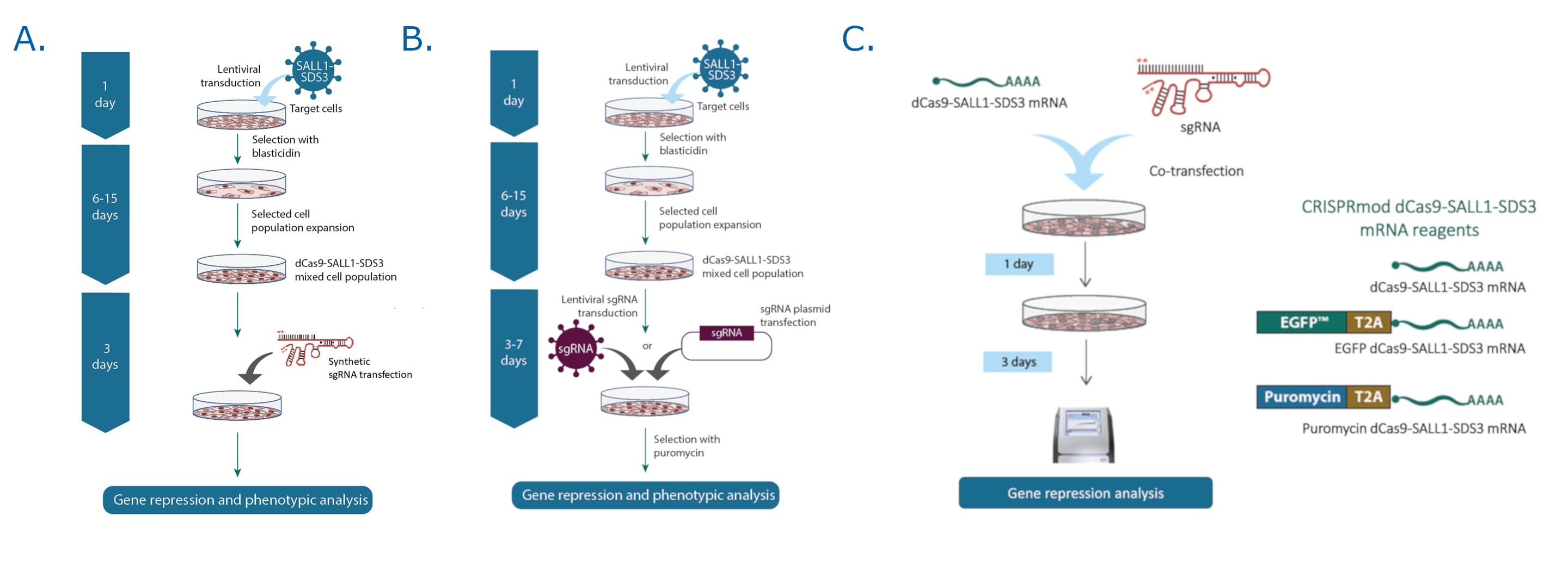 CRISPRi workflows CRISPRi workflows