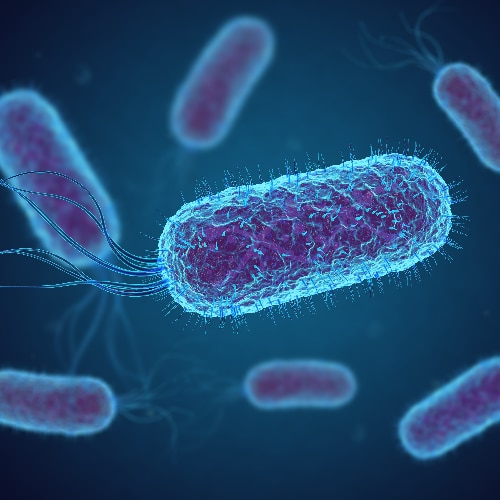 E. coli