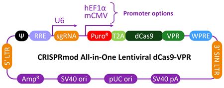 Schematic map of the CRISPRmod CRISPRa All-in-one lentiviral vector