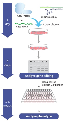 Gene knockout workflow using the Edit-R Cas9 Nuclease mRNA with synthetic crRNA and tracrRNA Gene knockout workflow using the Edit-R Cas9 Nuclease mRNA with synthetic crRNA and tracrRNA