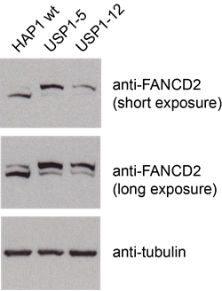 Deubiquitination image Deubiquitination image