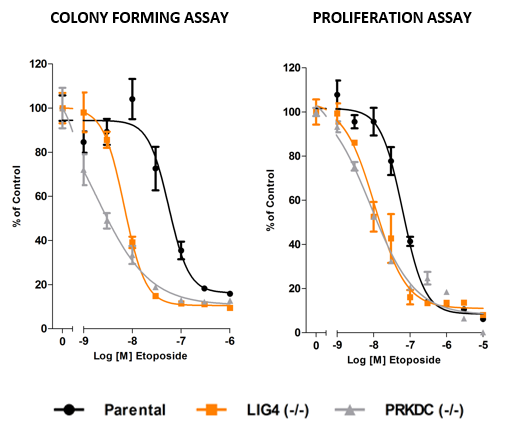 DNA repair Assays DNA repair Assays