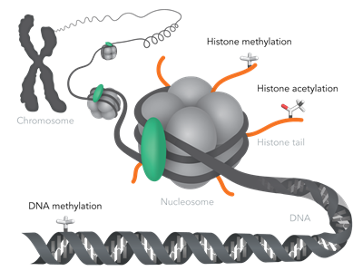 Epigenetic Diagram 2 Epigenetic Diagram 2