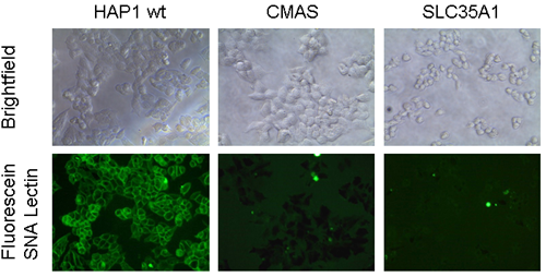 Experimental Validation Images Experimental Validation Images