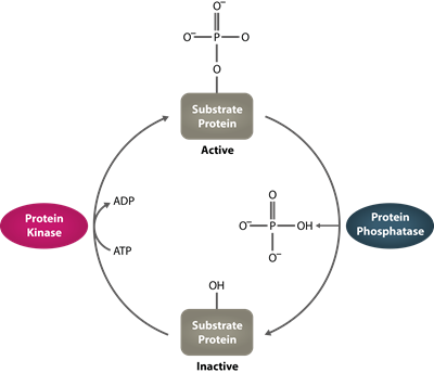 Human Serine-threonine Phosphatase Graph Human Serine-threonine Phosphatase Graph