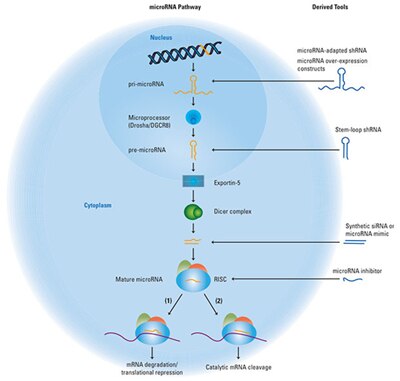 Harnessing the endogenous microRNA pathway Harnessing the endogenous microRNA pathway