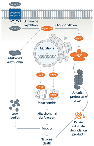 Pathways Parkinsons Disease Pathways Parkinsons Disease