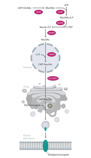 Sialylation Diagram Sialylation Diagram