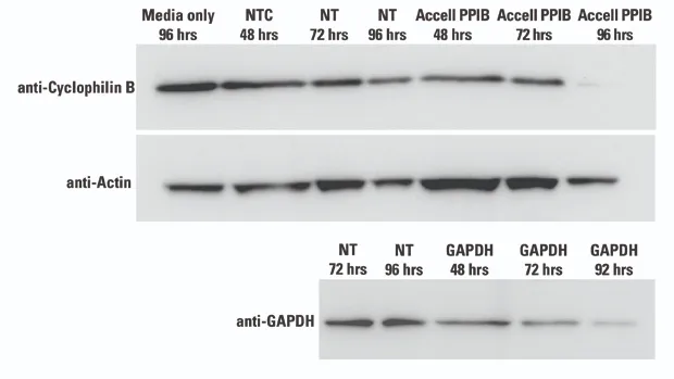 Highly efficient protein knockdown