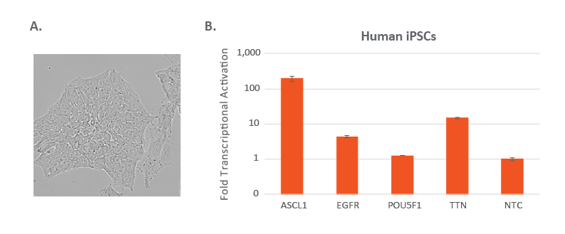 Activation with CRISPRa lentiviral sgRNA in human induced pluripotent stem cells Activation with CRISPRa lentiviral sgRNA in human induced pluripotent stem cells