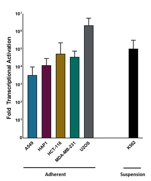 dCas9 expressing stable cell line supporting data