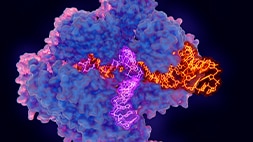 dharmacon tcell receptor controls image