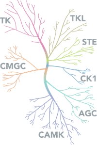 Kinases Diagram Kinases Diagram