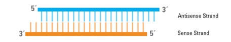 Structure of siRNA applications sirna general structure of sirna