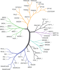 Bromodomain diagram