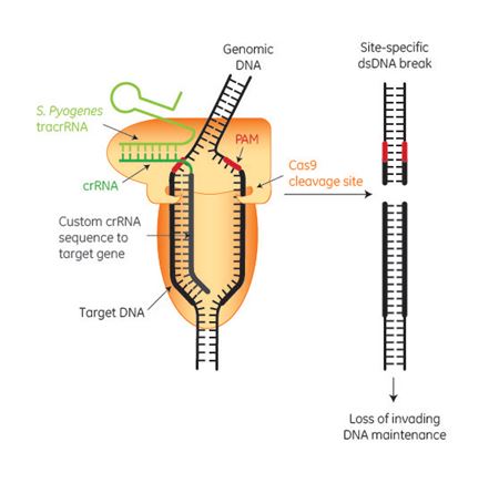 Engineering a CRISPR-Cas9 Platform for Mammalian Genome Engineering Engineering a CRISPR-Cas9 Platform for Mammalian Genome Engineering