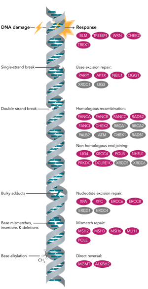 DNA Damage Diagram DNA Damage Diagram