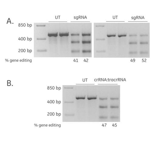 Efficient CRISPR-Cas9 gene editing achieved with synthetic sgRNA and synthetic crRNA:tracrRNA