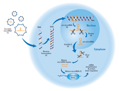 Borrowing the endogenous pathway