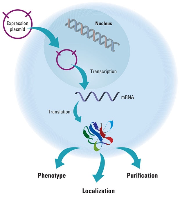 Gene Expression Pathway Gene expression pathway