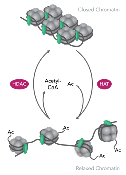 Histone Acetylation Diagram Histone Acetylation Diagram