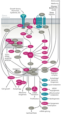 mTOR Signalling Diagram mTOR Signalling Diagram