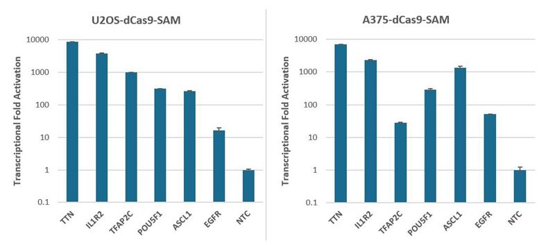 CRISPRa in SAM cells with synthetic crRNA and synthetic MS2 tracrRNA CRISPRa in SAM cells with synthetic crRNA and synthetic MS2 tracrRNA