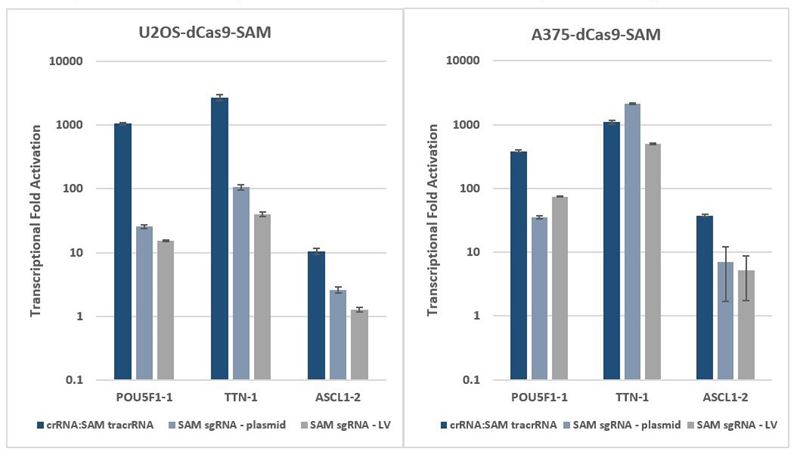 CRISPRa comparison: synthetic crRNA: MS2 tracrRNA vs. expressed SAM system CRISPRa comparison: synthetic crRNA: MS2 tracrRNA vs. expressed SAM system