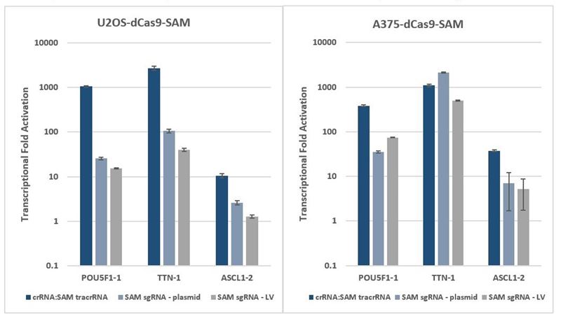 CRISPRa comparison: synthetic crRNA: MS2 tracrRNA vs. expressed SAM system