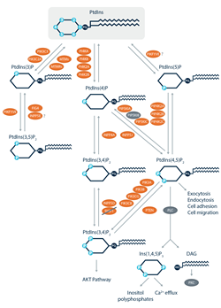 Pathways Phosphoinositide