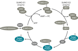 Pathways sumoylation trans Pathways sumoylation trans