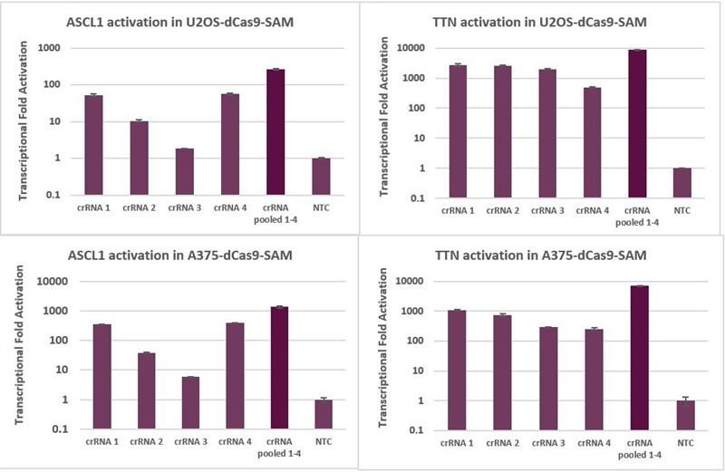 Transcriptional activation with individual and pooled CRISPRa synthetic crRNA: MS2 tracrRNA Transcriptional activation with individual and pooled CRISPRa synthetic crRNA: MS2 tracrRNA