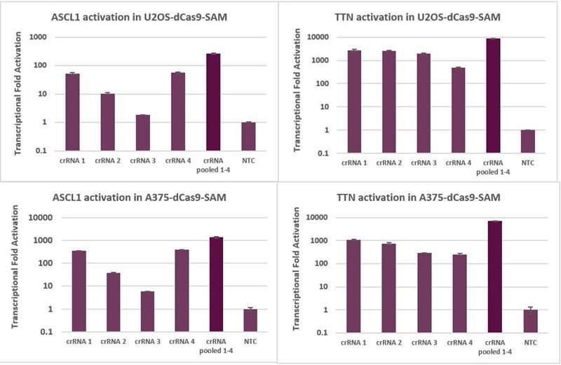 Transcriptional activation with individual and pooled CRISPRa synthetic crRNA: MS2 tracrRNA