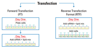 Forward and Reverse Transfection reverse transfection workflow lg