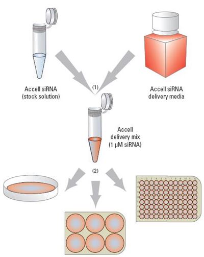 Accell gene silencing workflow Accell gene silencing workflow