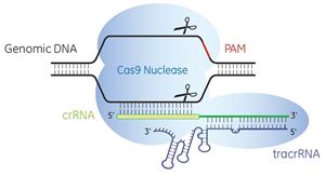 Cas9 nuclease is programmed by crRNA:tracrRNA Illustration of Cas9 nuclease (light blue), programmed by the tracrRNA (blue) : crRNA (green) complex cutting both strands of genomic DNA 5' of the protospacer-adjacent motif (PAM) (red).