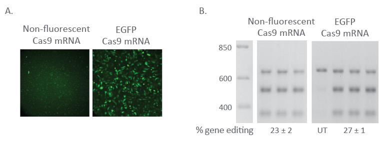 Fluorescent Cas9 nuclease mRNA maintains editing efficiency Fluorescent Cas9 nuclease mRNA maintains editing efficiency