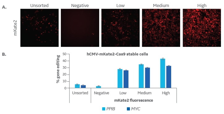 Fluorescent lentiviral Cas9 nuclease enables enrichment for high expression and improved CRISPR-Cas9 gene editing efficiency 99D7BB2F6E084F7A8CC8082A7E6A71F0