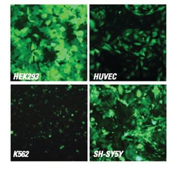 TurboGFP expression allows visual assessment of shMIMIC microRNA expression